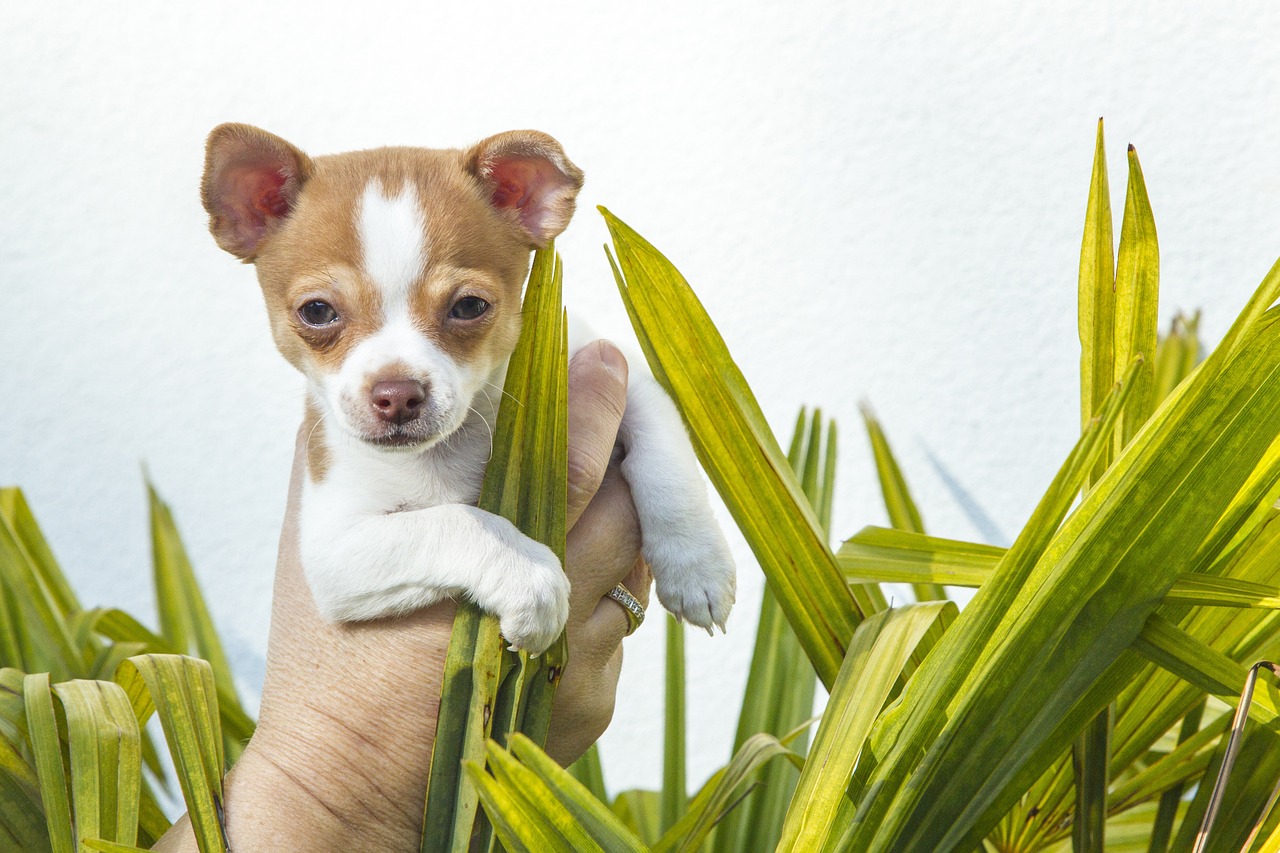 Why Chihuahuas Are More Than Just Tiny Dogs